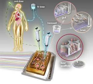 人体芯片的艺术表现接近于体外生物学，生物工程设备培养了许多能够代表每个器官最小功能单元的3D组织培养