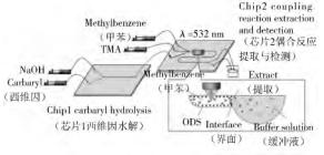 图 2 微芯片上西维因的检测