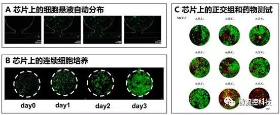 微流控芯片上的细胞悬液自动分布(A)，连续细胞培养后仿真肿瘤组织形成（B）以及基于组织阵列的抗肿瘤药物正交组合测试（C）