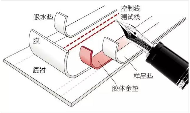 图2 免疫层析产品的制造过程
