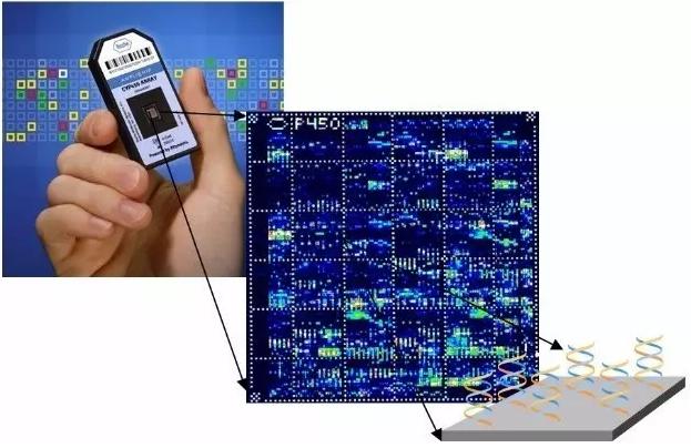 图4 美国Affymetrix公司的CYP450基因生物芯片