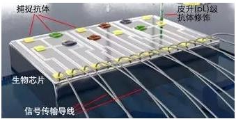 图5 理邦的m16磁敏生物生物芯片示意图