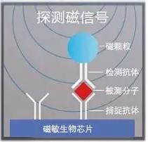 图6 理邦m16磁敏生物芯片检测原理