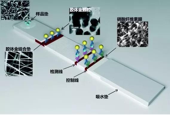 图1 免疫层析技术原理