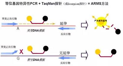 图2. ARMS法