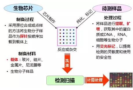 图1.生物芯片工作原理示意图