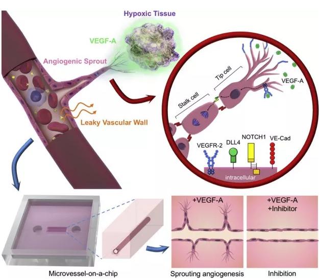 本研究中芯片上VEGF诱导的血管新生的概念图。图片来源：EBioMedicine