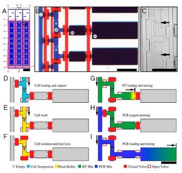 单细胞RT PCR分析，来自White等，PNAS，2011