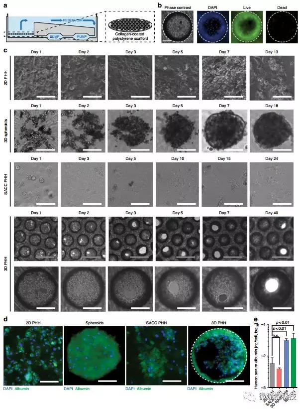 3D微流控肝脏器官芯片为乙肝药物开发打下基础