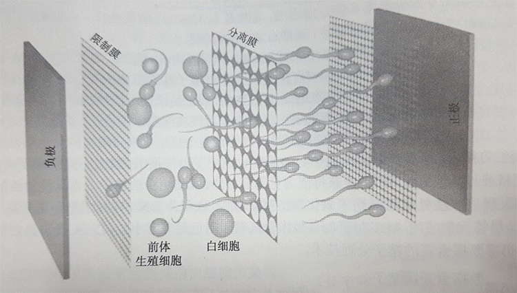 精子优选