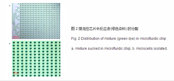 微流控芯片中反应液绿色染料的分配