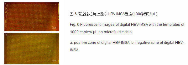 微流控芯片上数字HBV-IMSA反应