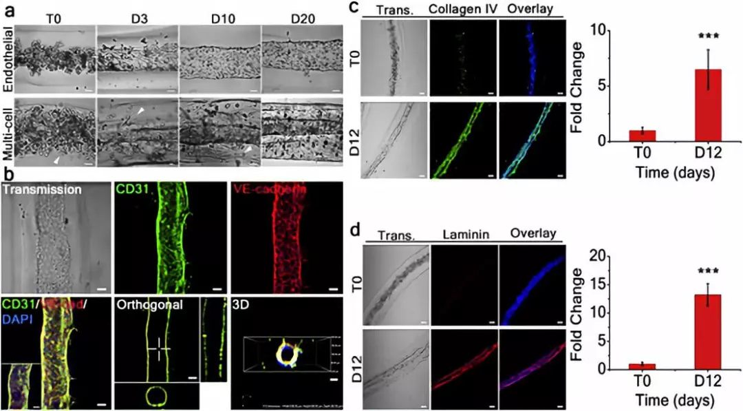 胶原蛋白IV和人层粘连蛋白的显著表达