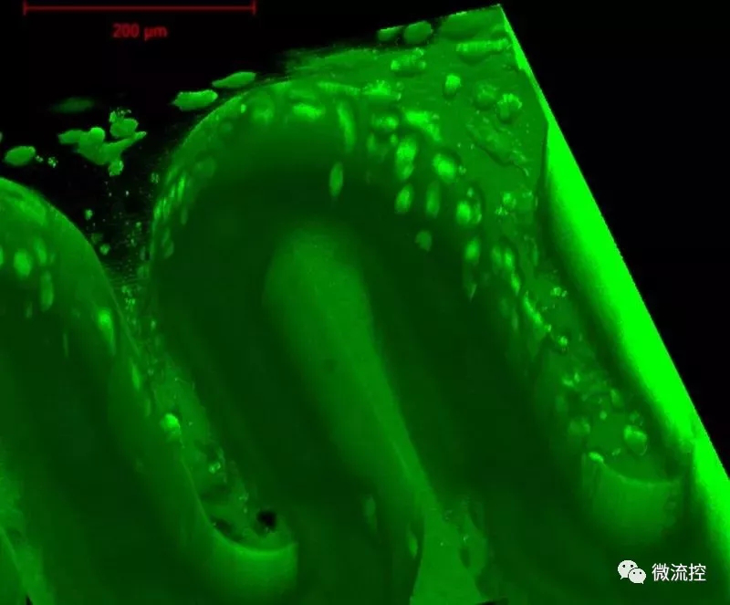 生物相容性水凝胶材料制造的3D打印微结构