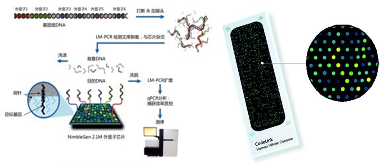 生物微芯片技术：微流控生物基因DNA芯片