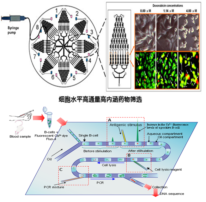 微流控生物芯片在疾病诊断和药物研究的应用