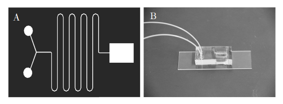 图1(A)芯片结构示意图;(B)制备的微流控芯片照片Fig．1(A)Diagramofchipstructure;(B)Photooffabricatedmicrofluidicchip的通道宽度相同。