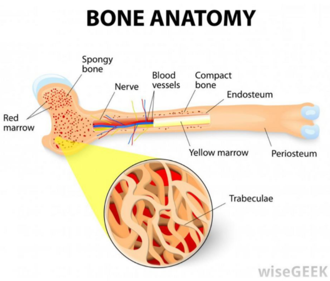 骨髓芯片 Bone marrow–on–a–chip-骨髓造血干细胞的体外生物生理学
