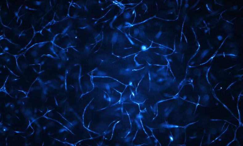 人体血管系统生长在生物芯片上。图片来源：维也纳科技大学