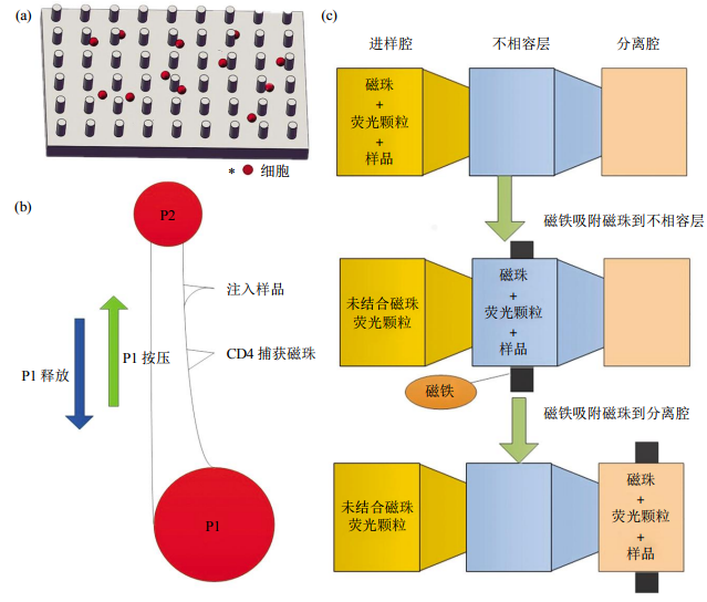 图2免疫捕获细胞分离芯片结构示意图(a)抗体特异性细胞捕获示意图。(b)磁珠细胞分离芯片示意图。(c)表面张力不相容过滤筛选芯片示意图
