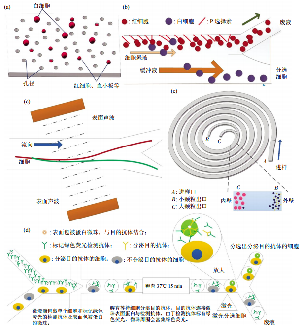图3无标签细胞分离方法芯片结构示意图(a)小孔径拦截酯膜电镜图。(b)非对称流系统细胞分离示意图。(c)斜角表面声波技术细胞分离。(d)微液滴细胞分选。(e)多路复用螺旋微流控芯片细胞分离示意图