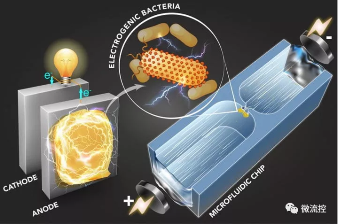 使用新的微流体过程筛选的微生物可用于发电或环境清理