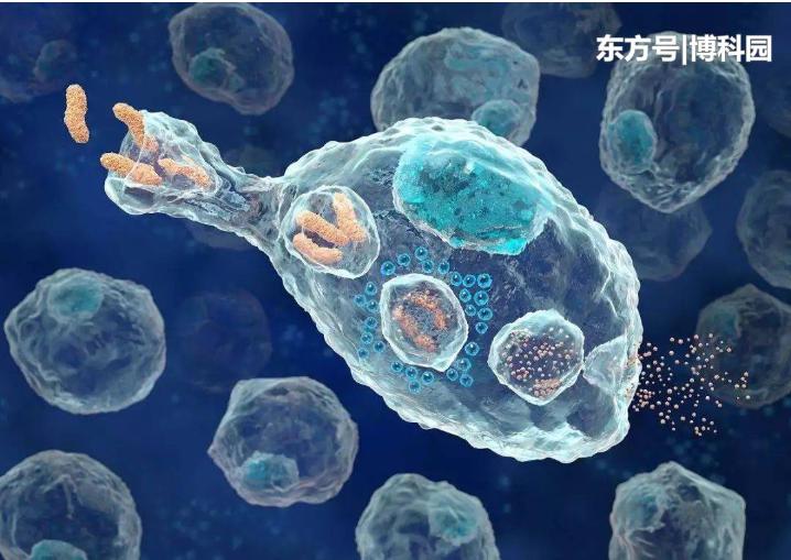 细胞在拥挤的细胞环境中移动得更快？