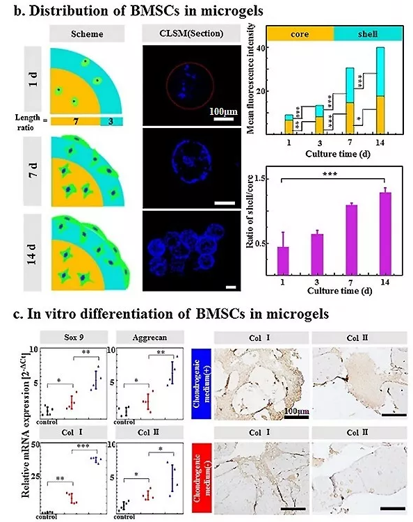 图4：包载BMSC的Gel-HA微凝胶的体外生物学表征。