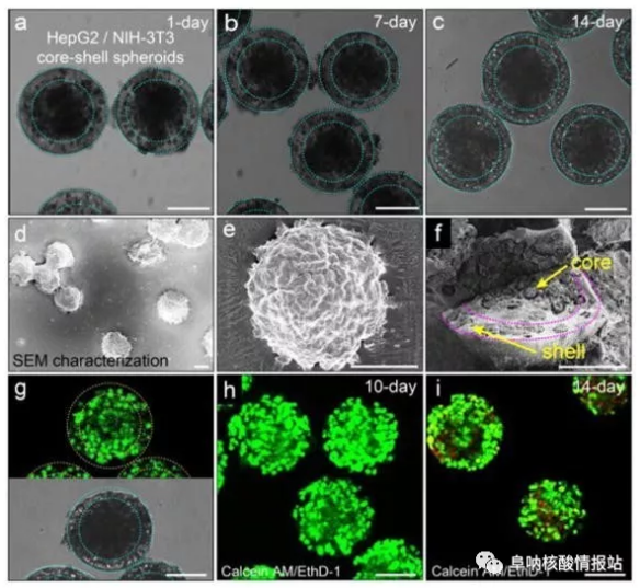 图片5.png 图4 在核-壳球体中共培养肝细胞和成纤维细胞。a-c) 肝细胞在核心和壳中的成纤维细胞分别共培养1天，7天和14天。随着时间的推移，保持其球形形态。d-e)SEM图像。f) 在核-壳结构中空间受限的细胞集合。g）在-80℃下冻两周然后在37℃下融化之后，封装在球状体中的细胞的高存活力。h）封装在球体中的细胞共培养10天显示出高细胞活力。i）培养14天的细胞的活力略有下降。