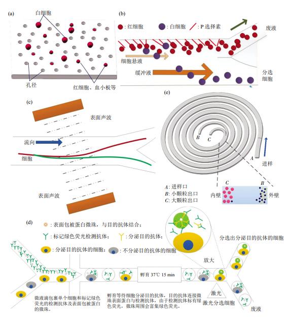 图3无标签细胞分离方法芯片结构示意图