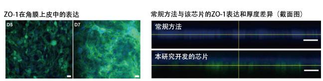 图5：在角膜芯片内培养的角膜上皮细胞的ZO-1蛋白质（绿色）表达。角膜发挥作用需要ZO-1